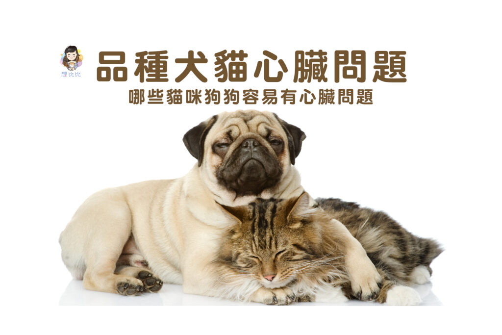 品種犬貓心臟問題-首圖